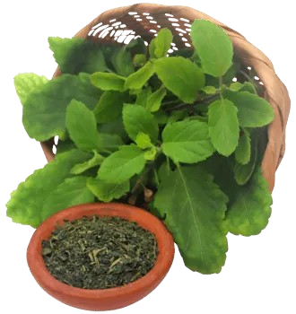 Tulsi Extract